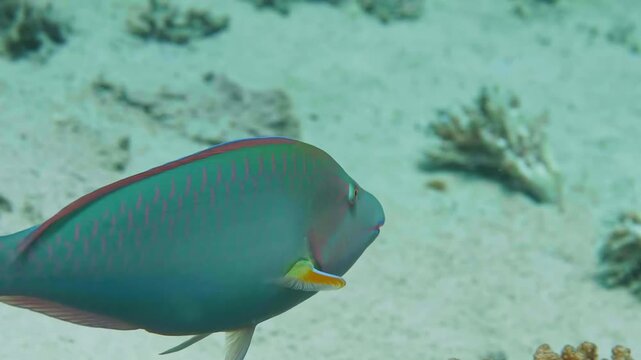 An underwater close up shot of a colorful Stoplight Parrotfish Sparisoma viride gracefully swimming over a sandy seabed in a clear, sunlit tropical reef.