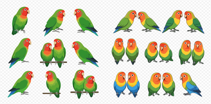 Set of colorful lovebirds in various poses and color variations, isolated on a transparent background.