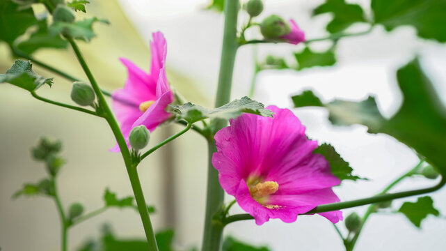hole hoke purple flowers 