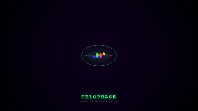 The precise biometric data flow governs intricate cellular mitosis, illustrated through vibrant, glowing abstract stages of interphase, metaphase, and telophase.