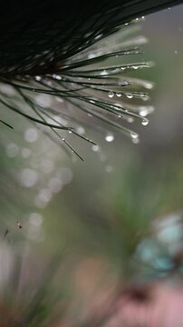 빗방울이 가득 맺힌 소나무 가지와 몽환적인 보케 배경 (Pine tree branches covered in raindrops with dreamy bokeh background)