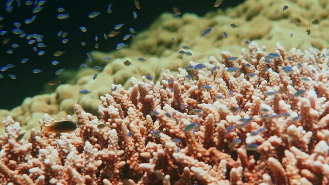 Underwater footage capturing a thriving coral reef teeming with life. Numerous small, iridescent blue damselfish Chromis gracefully swim amongst healthy, branching stony corals, likely Acropora or Mon