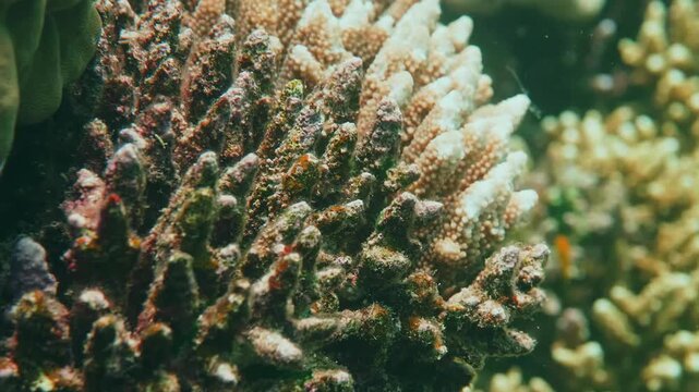 Underwater footage captures the dynamic beauty of a tropical coral reef, showcasing a colorful Fivestripe Wrasse and other diverse marine life swimming amongst intricate hard corals in crystal clear w