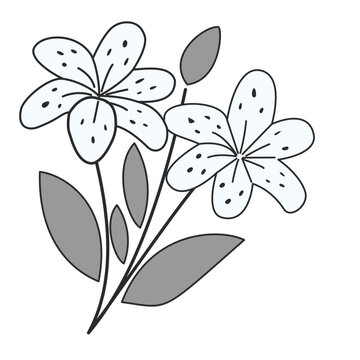 Flower Illustration with Two White Blossoms Black Dots and Grey Leaves on White Background