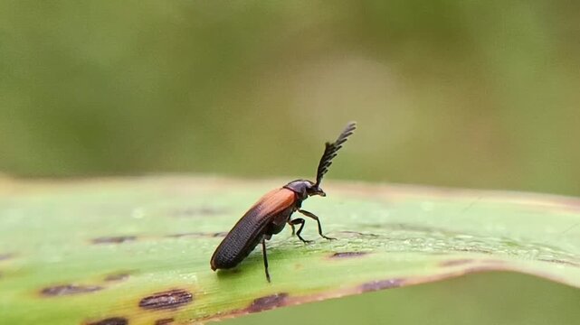 Macro photo of a black soldier beetle with an orange back, a predatory insect, a pest and pollinator