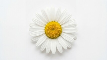 Obraz premium A single delicate daisy flower with bright white petals and a vibrant yellow center in bloom