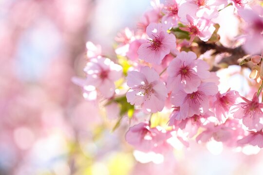 河津桜のアップ(1)