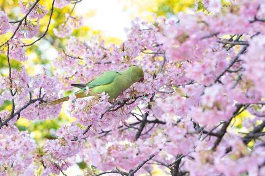 河津桜の蜜を吸うワカケホンセイインコ(1)