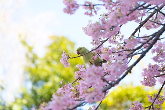 河津桜とワカケホンセイインコ(1)