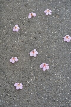 道に落ちている桜の花びら