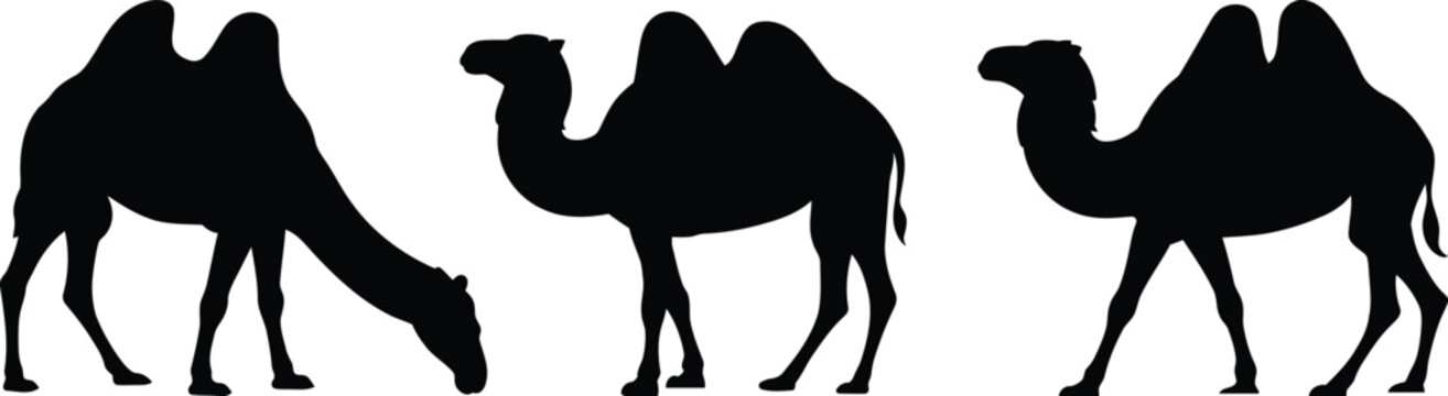 Three silhouette dromedary camels standing and bending over isolated on a transparent background in artistic style