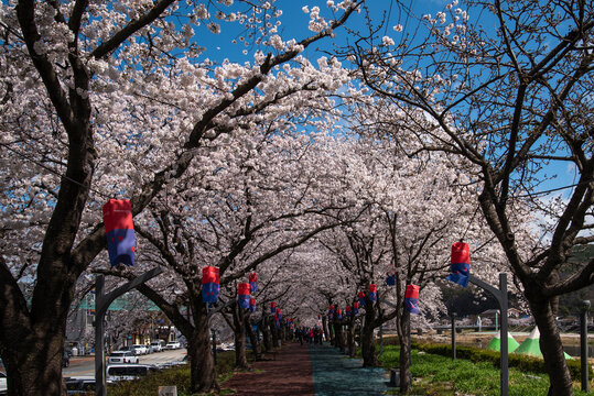 남원 섬진강변 봄 벚꽃, Spring cherry blossoms along the Seomjingang River in Namwon