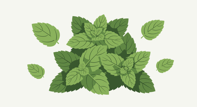 Fresh green mint leaves illustration