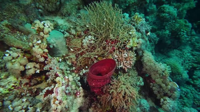 Underwater footage showcasing a thriving coral reef ecosystem, featuring a striking red sea squirt ascidian amidst diverse hard and soft corals, teeming with marine life.