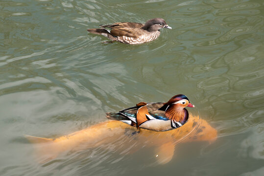 남원 광한루원 연못의 원앙, Mandarin ducks at Gwanghalluwon pond in Namwon
