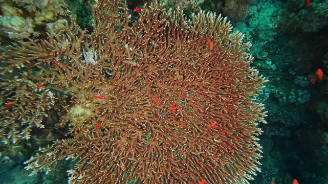 Underwater footage captures a thriving, colorful coral reef teeming with life, featuring intricate hard coral formations and a lively school of small, bright red anthias fish swimming gracefully among