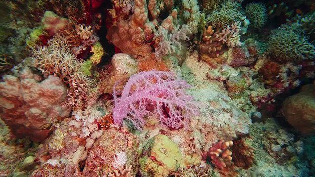 underwater world, showcasing a stunning pink soft coral likely a gorgonian or sea fan amidst a diverse and colorful tropical reef in Red Sea. This footage captures the intricate details and delicate t