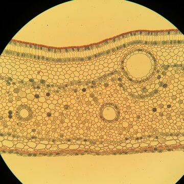 Microscopic Plant Tissue Cross Section - Detailed Cellular Structure.