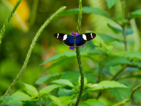 A Sara swallowtail (Heliconius sara), photographed in Tortuguero National Park.