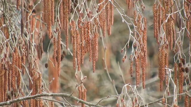 【4K】早春の残雪湿原：風に揺れるミヤマカワラハンノキの雄花序。生命の息吹を感じる風景素材[4K] Early Spring Wetland: Swaying Male Catkins of Alnus fauriei (Faurie's Alder) with Remaining Snow 撮影日：20260328-1