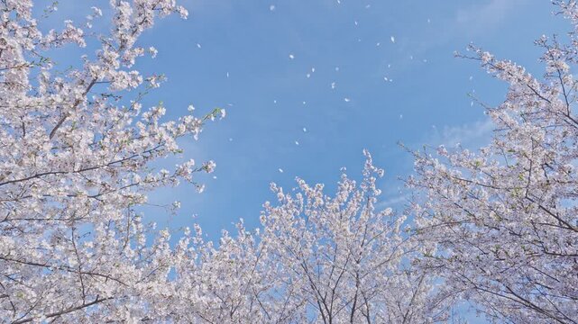 桜　桜吹雪　青空　スローモーション　4K