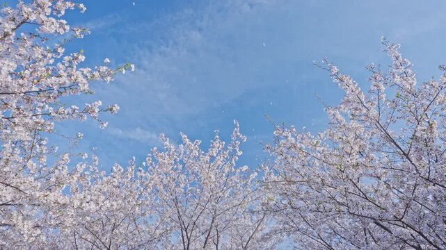 桜　桜吹雪　青空　スローモーション　4K