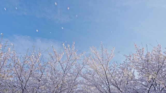 桜　桜吹雪　青空　スローモーション　4K