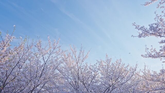 桜　桜吹雪　青空　スローモーション　4K
