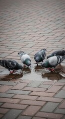 Fototapeta premium Pigeons Gather Around Water on Brick Pavement.