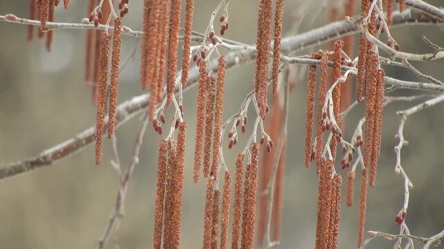 【4K】早春の残雪湿原：風に揺れるミヤマカワラハンノキの雄花序。生命の息吹を感じる風景素材[4K] Early Spring Wetland: Swaying Male Catkins of Alnus fauriei (Faurie's Alder) with Remaining Snow 撮影日：20260328-2