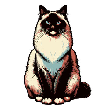 Birman cat vector and illustration.