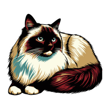 Birman cat vector and illustration.