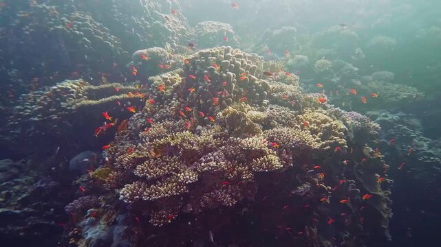 Underwater footage capturing a thriving coral reef teeming with diverse marine life. Brightly colored corals form a complex habitat, while schools of small, vibrant red fish swim gracefully through th