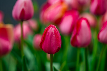 Fototapeta premium Bud tulip colorful flower field scene. Bud tulip floral spring landscape. Bud tulips in springtime. Bright spring bud tulip scene.