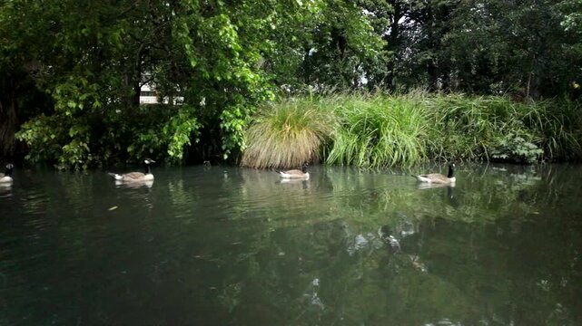 Geese Swimming Along Canal In Green Park