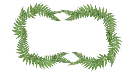 A rectangular frame of lush green fern fronds, detailed and organic © Sendal