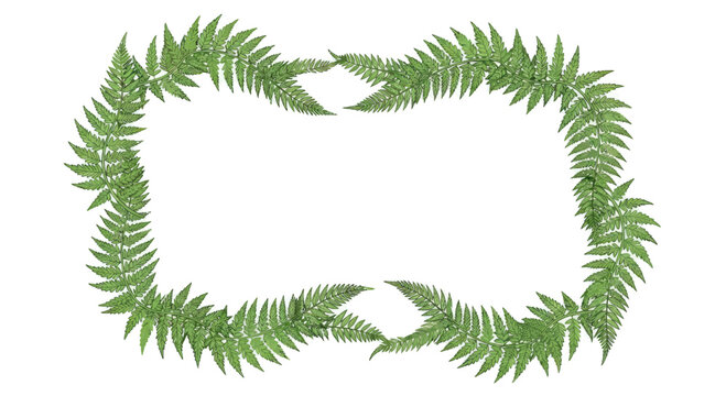 A rectangular frame of lush green fern fronds, detailed and organic