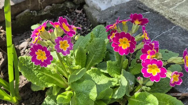 Deep magenta primrose flowers with bright yellow centers and white edges, growing in a cluster with textured, crinkly green leaves against a stone border.