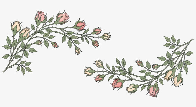 Delicate pink and cream rose branches with green leaves and thorns, isolated on white