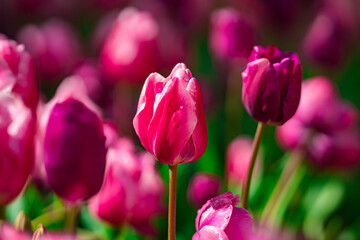 Fototapeta premium Pink vivid tulips flowers pattern. Spring meadow full of tulip flowers. Floral background with pink tulips. Pink tulips in garden landscape. Vivid pink spring blossoms nature.