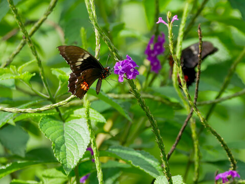 A Common Paride (Parides iphidamas), photographed in Tortuguero National Park.