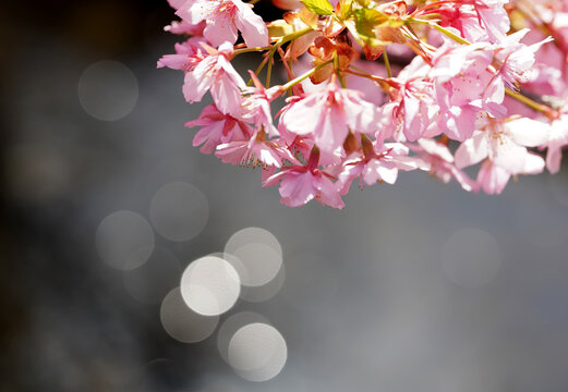 河津桜と用水路