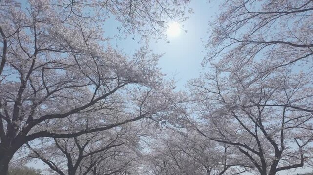 桜　青空　ジンバル