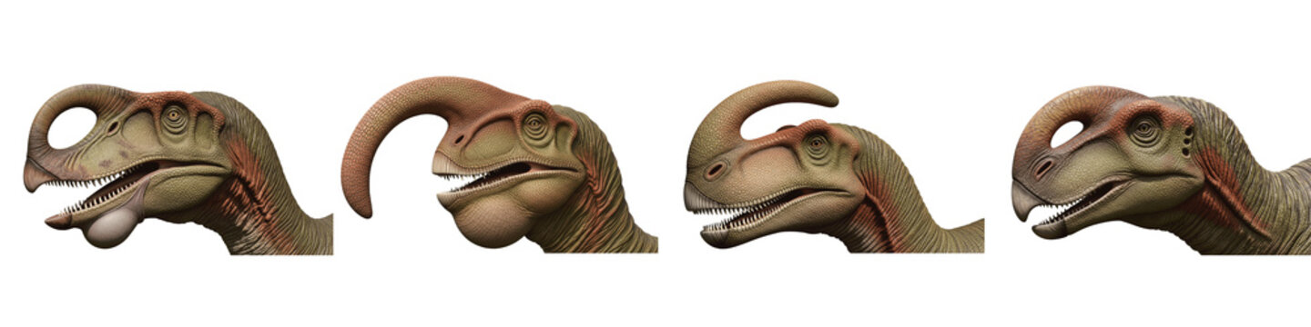 Collection of four different Parasaurolophus dinosaur heads isolated on black