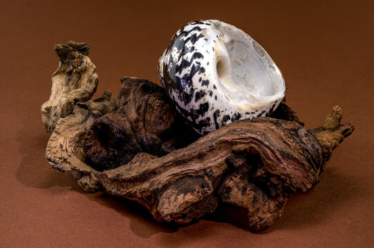 Polished Nerite seashell resting on a piece of driftwood