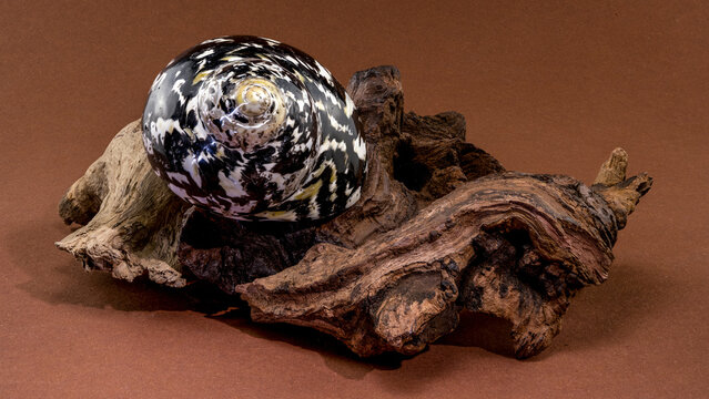 Polished Nerite seashell resting on a piece of driftwood