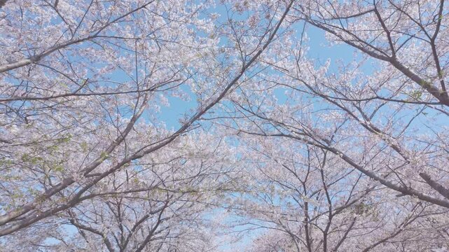 桜　青空　ジンバル