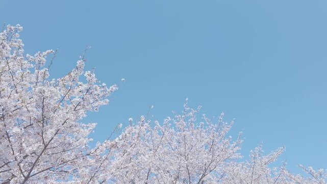 桜　青空　ジンバル