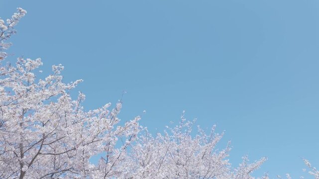 桜　青空　ジンバル