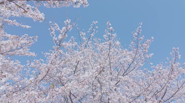 桜　青空　ジンバル